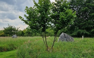 corylus avellana 2