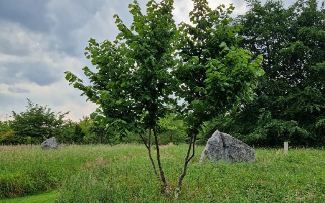 Corylus avellana