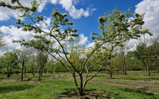 Crataegus monogyna meerstammig