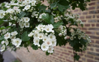 Crataegus monogyna bloei