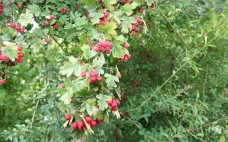 Crataegus monogyna bessen