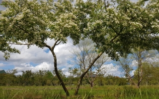 crataegus monogyna 1