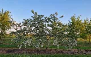crataegus monogyna 2