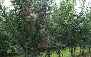 Euonymus europaeus sol struik 250-300