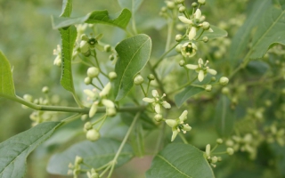 Euonymus europaeus bloei