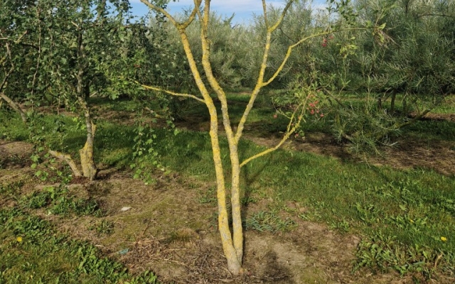 Euonymus europaeus