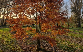 Fagus sylvatica