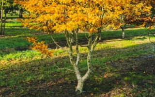 fagus sylvatica_DSC0315