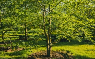 fagus sylvatica
