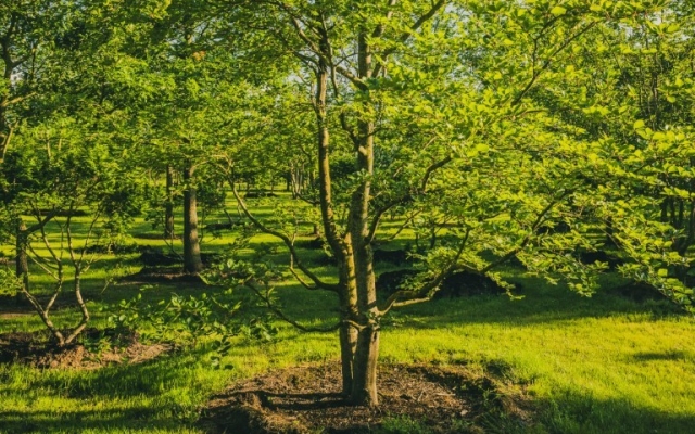 Fagus sylvatica