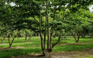 Fagus sylvatica