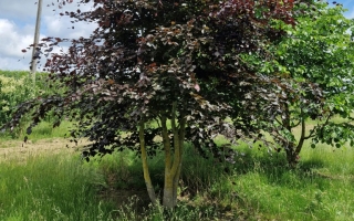 Fagus sylvatica 'Purpurea'