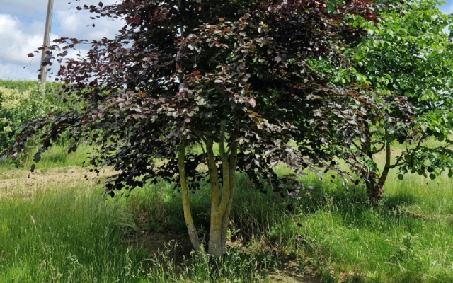 Fagus sylvatica 'Purpurea'