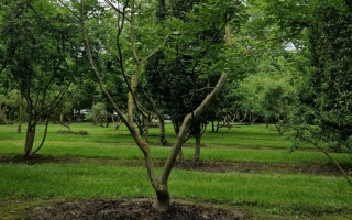 Fraxinus ornus 2