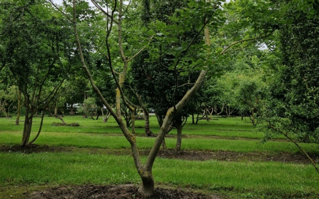 Fraxinus ornus