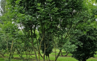 Fraxinus ornus