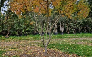 Fraxinus sieboldiana