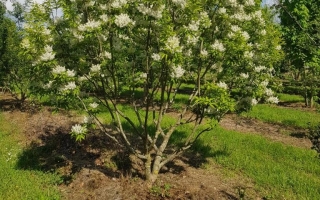 fraxinus sieboldiana 1