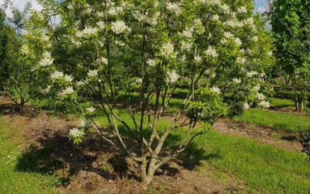 Fraxinus sieboldiana