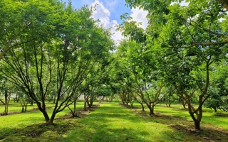 fraxinus sieboldiana 2