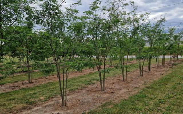 Gleditsia triacanthos 'Inermis'