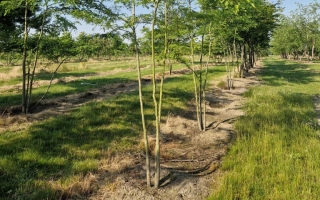Gleditsia triacanthos 'Inermis'