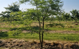 Gleditsia triacanthos 'Inermis'