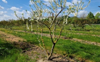 Halesia carolina