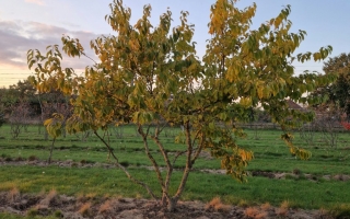 Gymnocladus dioica