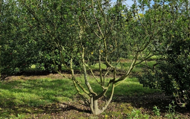 Ilex aquifolium
