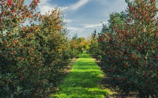 ilex aquifolium_DSC9119