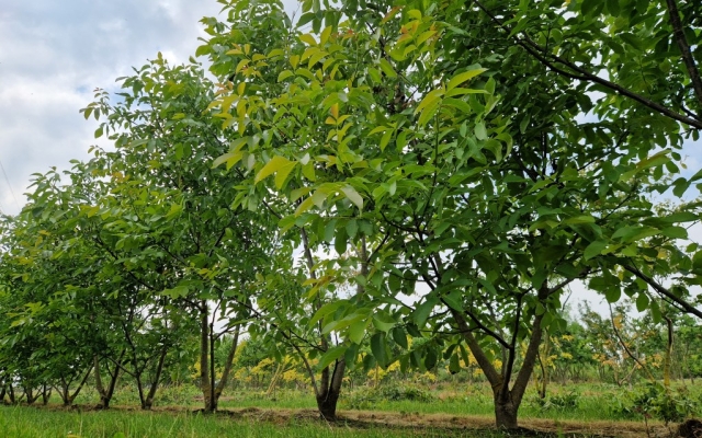 Juglans regia