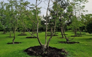 juglans regia 2