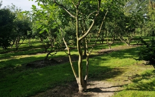 Juglans regia