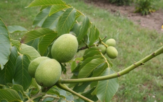 Juglans regia 'Broadview' noot