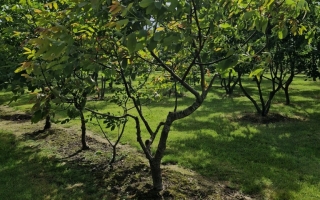 Juglans regia 'Broadview'