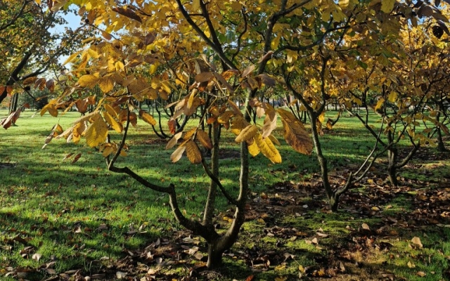 Juglans regia 'Broadview'