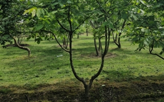 Juglans regia 'Broadview'