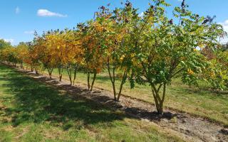 Koelreuteria paniculata meerstammig 250-300