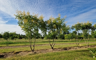 Koelreuteria paniculata
