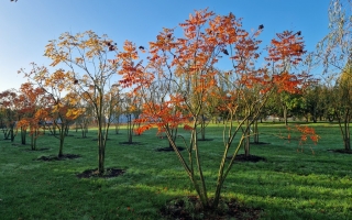 Koelreuteria paniculata