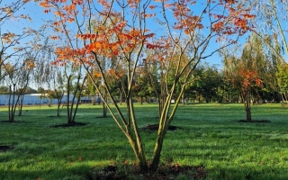 Koelreuteria paniculata