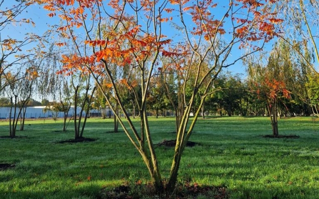 Koelreuteria paniculata