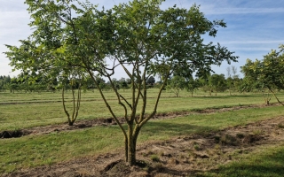 Koelreuteria paniculata