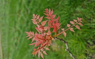 Koelreuteria paniculata