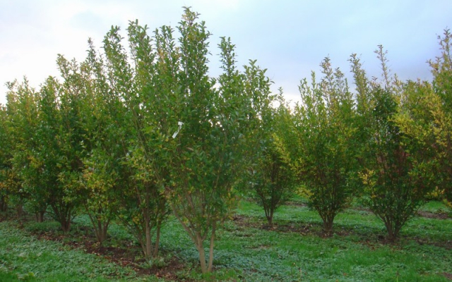 Ligustrum ovalifolium