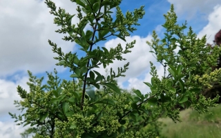 Ligustrum ovalifolium