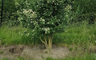 Ligustrum vulgare
