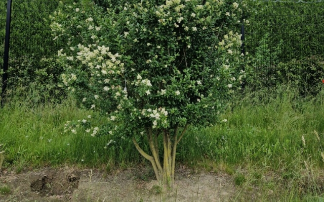 Ligustrum vulgare
