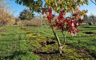 Liquidambar styraciflua